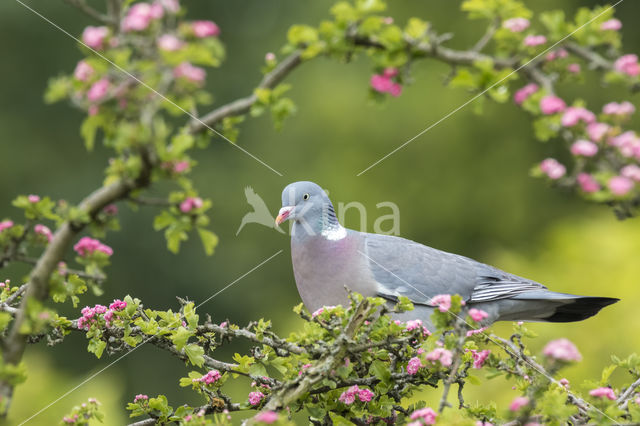 Houtduif (Columba palumbus)