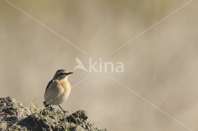 Paapje (Saxicola rubetra)