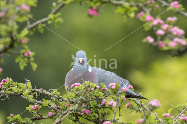 Houtduif (Columba palumbus)