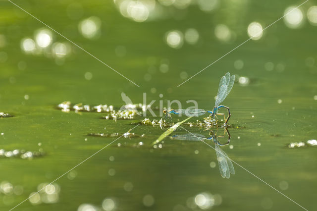 Damselfly (Coenagrion sp.)