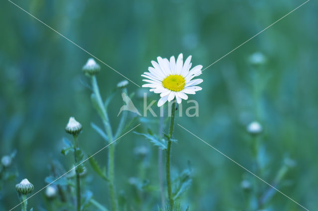 Madeliefje (Bellis perennis)