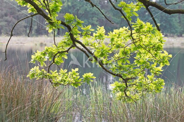 Boswachterij Ruinen