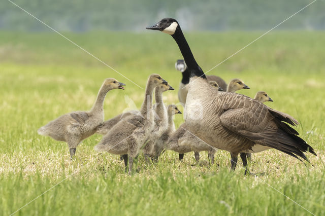 Canadese Gans (Branta canadensis)