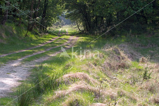 Boswachterij Ruinen