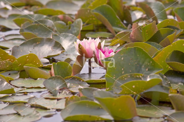 Waterlelie (Nymphaea blanda)