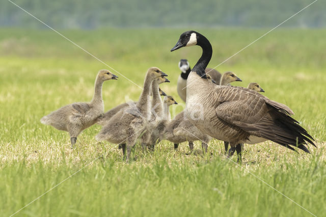 Canadese Gans (Branta canadensis)