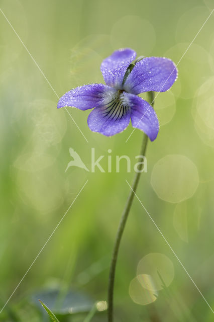 Bleeksporig bosviooltje (Viola riviniana)