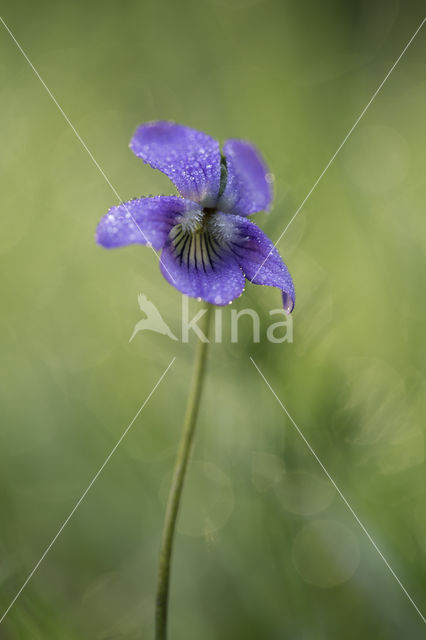 Bleeksporig bosviooltje (Viola riviniana)