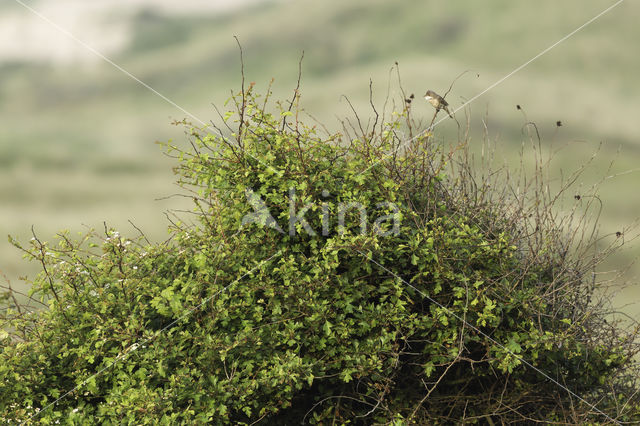 Grasmus (Sylvia communis)