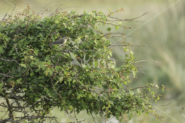 Willow Warbler (Phylloscopus trochilus)