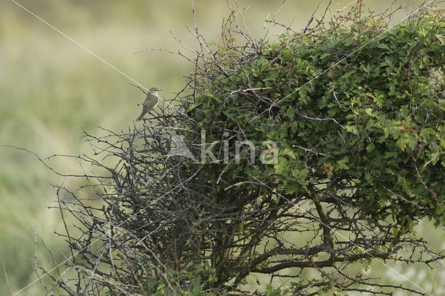 Willow Warbler (Phylloscopus trochilus)