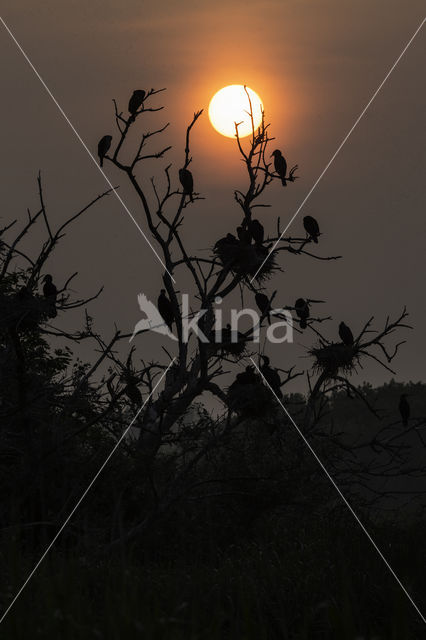 Cormorant (Nannopterum harrisi)