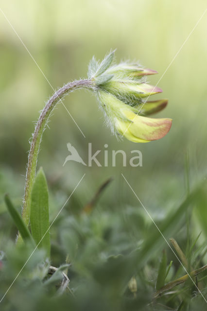 Gewone rolklaver (Lotus corniculatus)