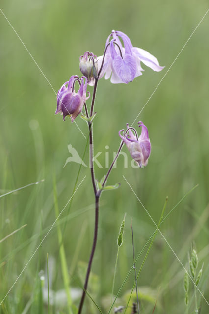 Wilde akelei (Aquilegia vulgaris)