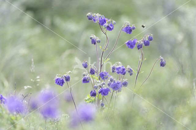 Wilde akelei (Aquilegia vulgaris)