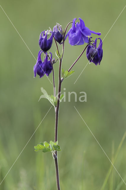 Wilde akelei (Aquilegia vulgaris)