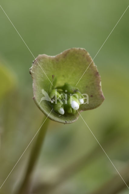 Witte winterpostelein (Claytonia perfoliata)