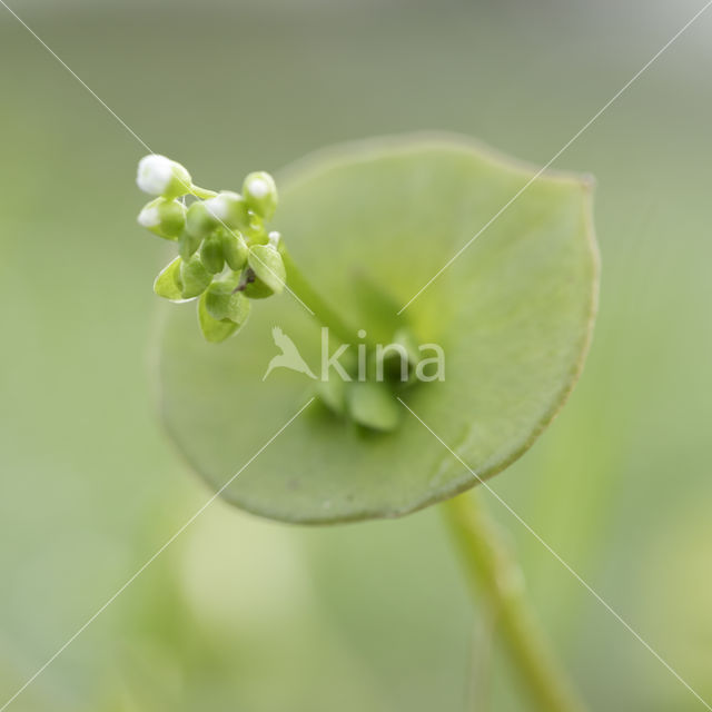 Witte winterpostelein (Claytonia perfoliata)