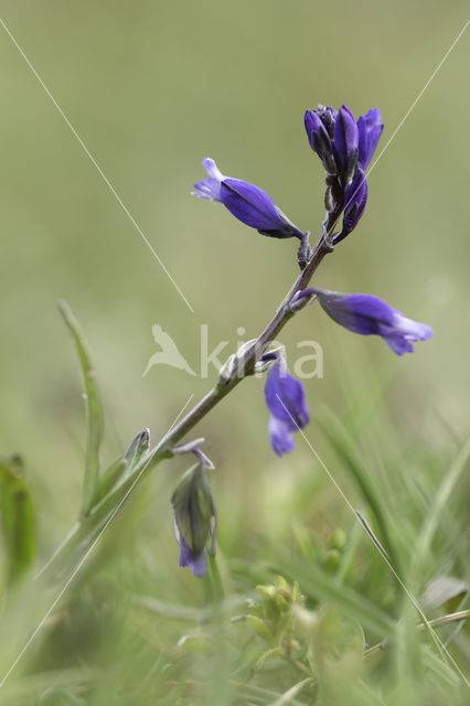 Milkwort (Polygala chamaebuxus)