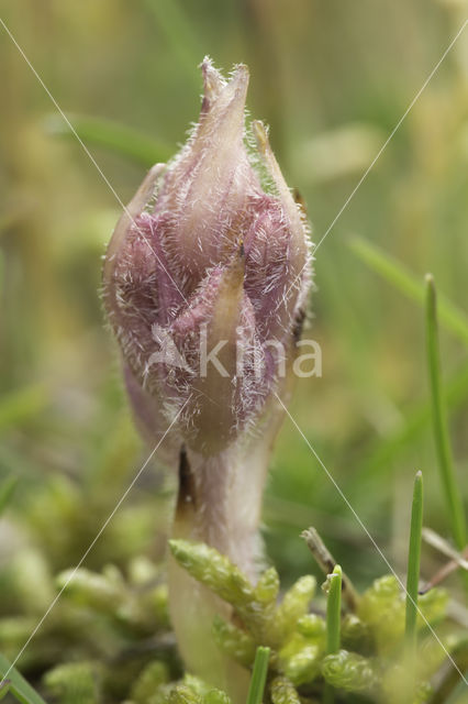 Walstrobremraap (Orobanche caryophyllacea)