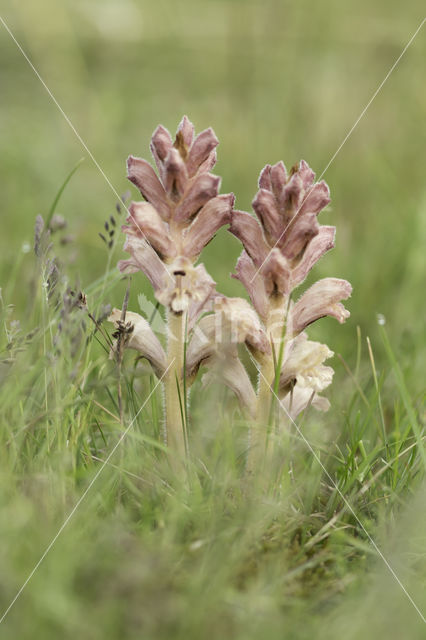 Bedstraw Broomrape (Orobanche caryophyllacea)