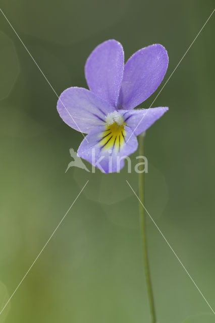 Dune Pansey (Viola curtisii)