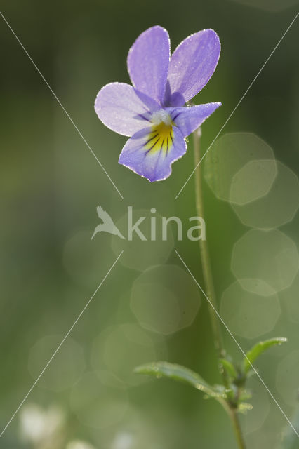 Duinviooltje (Viola curtisii)