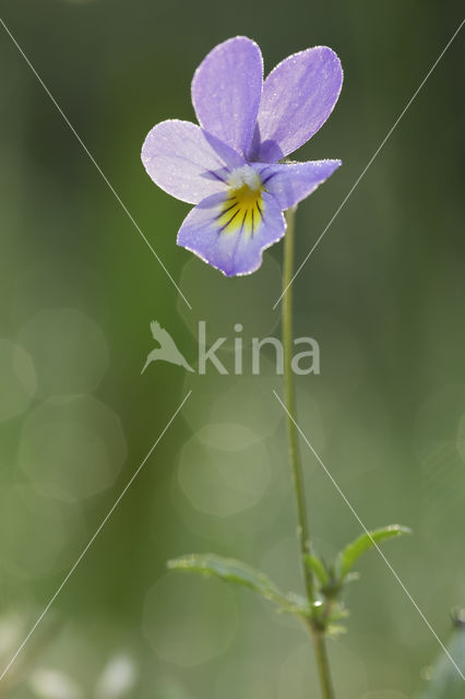 Dune Pansey (Viola curtisii)