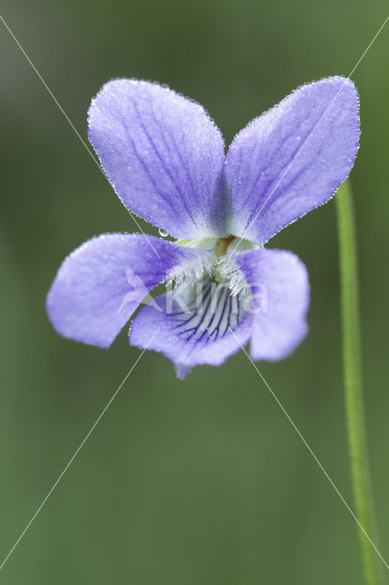 Common Dog-violet (Viola riviniana)