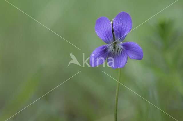 Common Dog-violet (Viola riviniana)