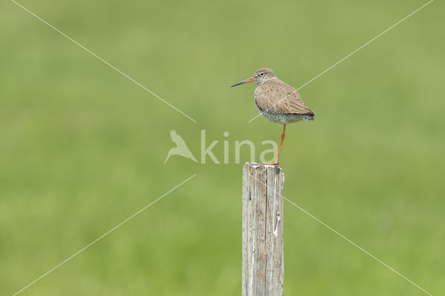 Common Redshank (Tringa totanus)