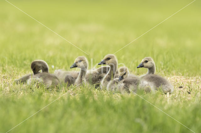 Canadese Gans (Branta canadensis)