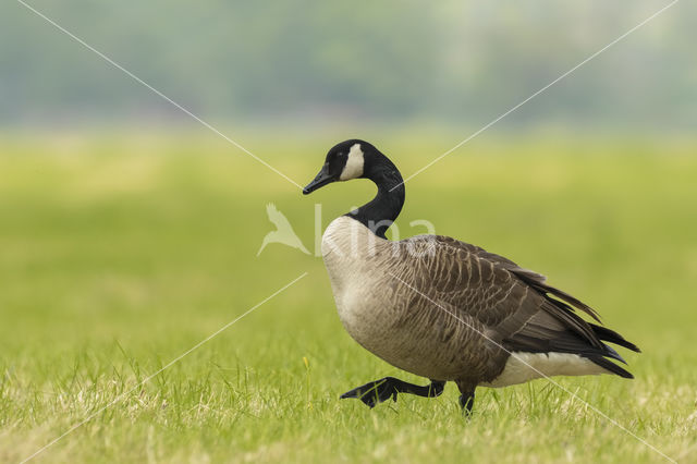 Canada Goose (Branta canadensis)