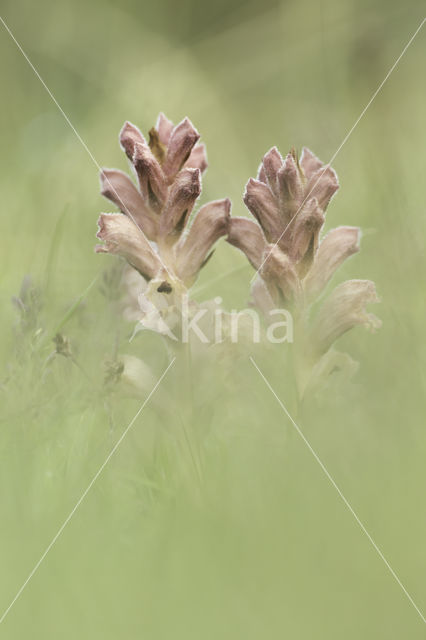 Bedstraw Broomrape (Orobanche caryophyllacea)