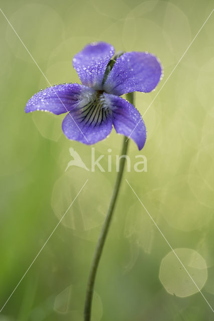 Common Dog-violet (Viola riviniana)