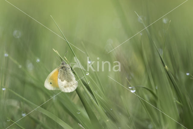 Hooibeestje (Coenonympha pamphilus)