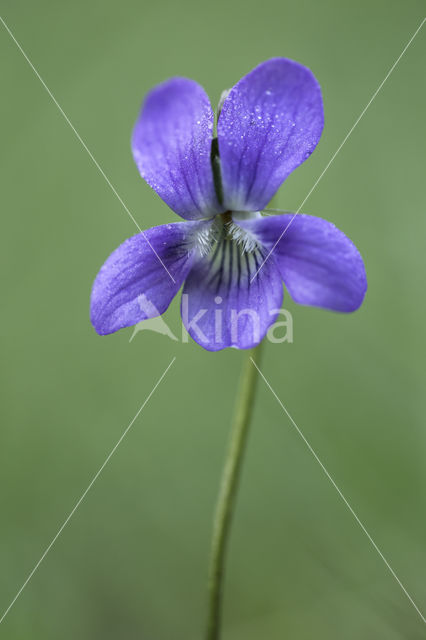 Bleeksporig bosviooltje (Viola riviniana)