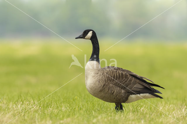 Canada Goose (Branta canadensis)