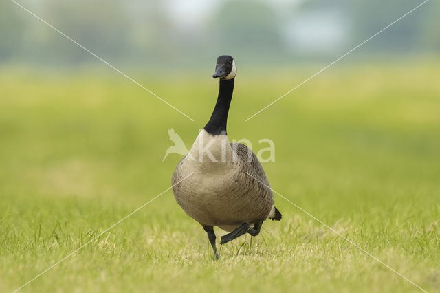 Canadese Gans (Branta canadensis)