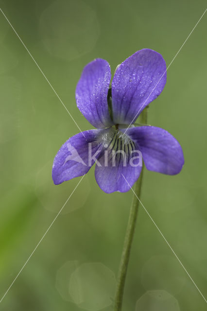 Bleeksporig bosviooltje (Viola riviniana)