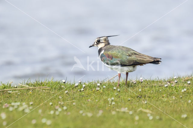 Kievit (Vanellus vanellus)