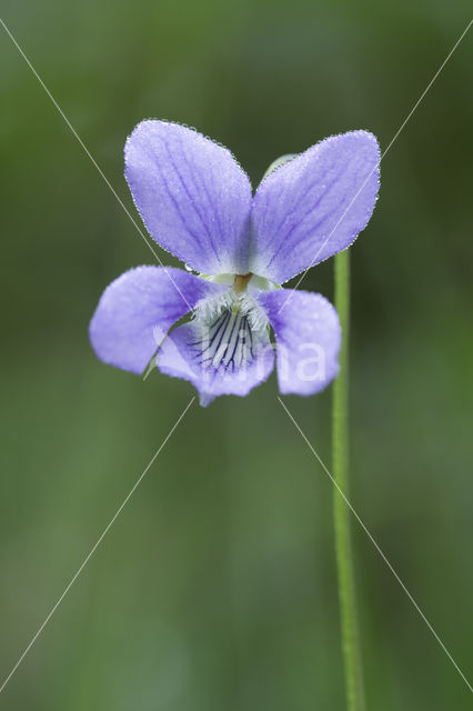 Bleeksporig bosviooltje (Viola riviniana)