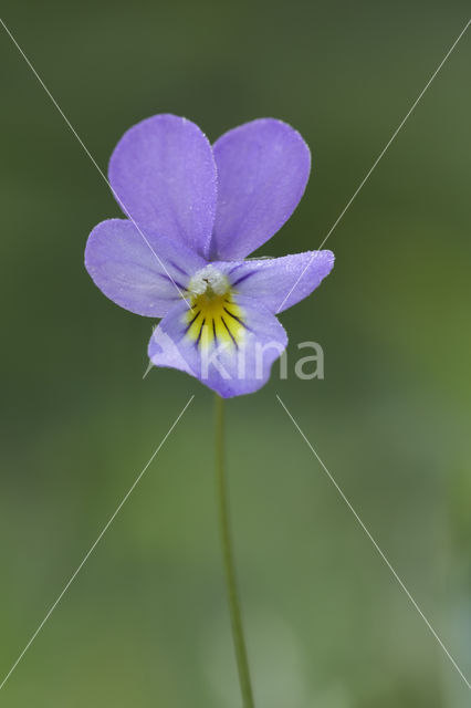 Duinviooltje (Viola curtisii)