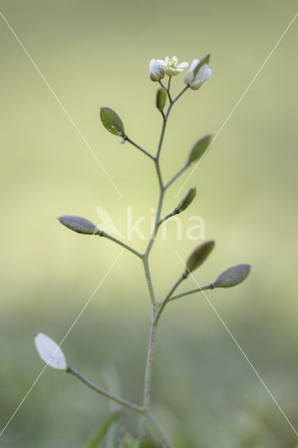 Common Whitlowgrass (Erophila verna)