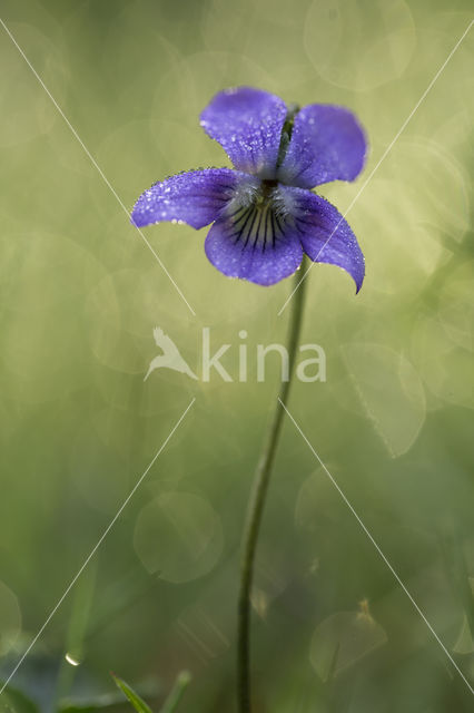 Bleeksporig bosviooltje (Viola riviniana)