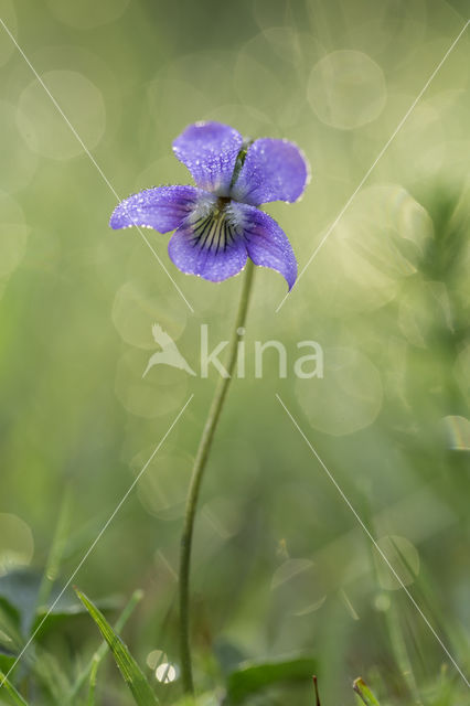 Common Dog-violet (Viola riviniana)