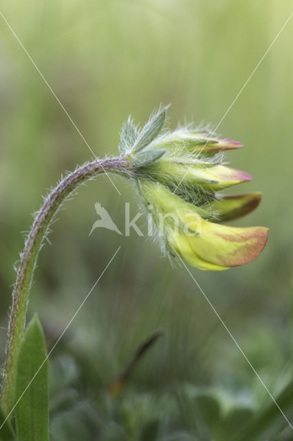 Gewone rolklaver (Lotus corniculatus)