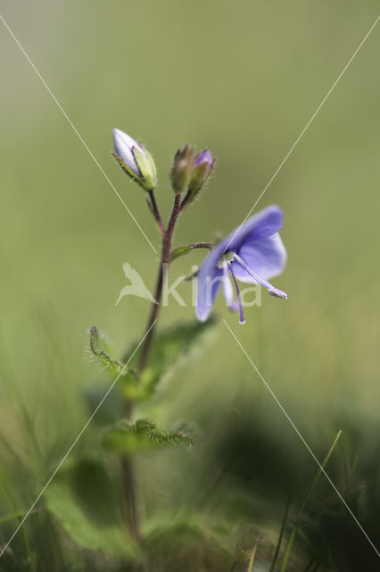 Thyme-leaved Speedwell (Veronica serpyllifolia)