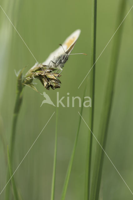 Hooibeestje (Coenonympha pamphilus)