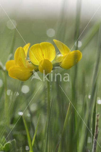 Gewone rolklaver (Lotus corniculatus)